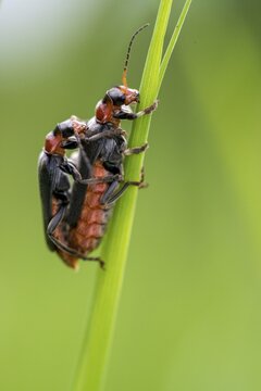 Cantharidae, Cantharis Fusca, Common Dark Soldier Beetle, French Beetle, Common Soft Beetle, Soldier Beetle, Soft Beetle, Coleoptera, High Size, Portrait, Insects, Beetles, Soldier Beetle