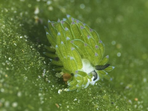 Small green nudibranch, the &lsquo;Shaun the Sheep' nudibranch (Costasiella kuroshimae), on the seabed. The nudibranch is also known as &lsquo;Shaun the Sheep'. Marine nudibranch with kleptoplastids. The chloroplasts, which have been taken up from the green alga Avrainvillea lacerata and stored within its own body, are clearly visible. Body length approx. 3 mm. Dive site: Puri Jati, Umeanyar, Bali, Indonesia