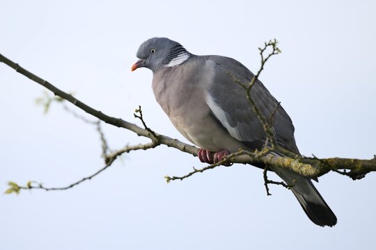 Wood Pigeon (Columba palumbus), North Rhine-Westphalia, Germany