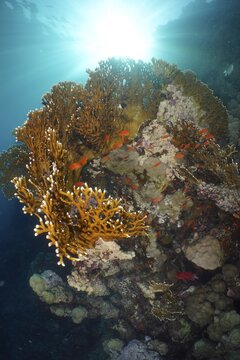 Net fire coral (Millepora dichotoma) and group of sea goldie (Pseudanthias squamipinnis) in the backlight. Dive site Shaab Marsa Alam, Red Sea, Egypt