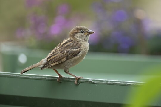 House sparrow (Passer domesticus) adult garden bird on a plant raised bed, England, United Kingdom