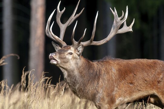 Artiodactyla, Cervus Elaphus, even-toed ungulate, cloven-hoofed, red deer, red deer, fleas, deer, mammals, mammals
