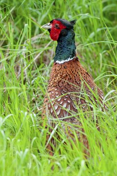 Pheasant, hunting pheasant, phasianus colchicus, pheasant, Sweden, birds, chickens, galliformes, smooth-footed chickens, high size, portrait format, chicken, chicken birds, male, phasianidae, Sweden, birds, &Ouml;land