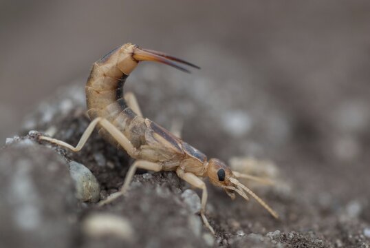 Brandenburg, Germany, Giant Earwig, Labidura Riparia, Nabu, national natural heritage, natural paradise Gr&uuml;nhaus, sandearworm, post-mining landscape, green house, insects, earwigs