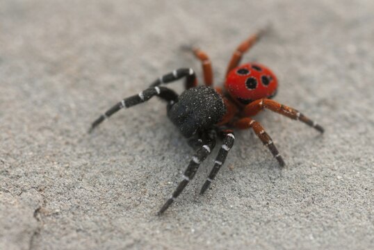Eresus cinnaberinus, ladybird spider, arachnids, Bulgaria, male, spiders, spiders, spiders