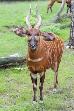 Portrait of an Eastern Bongo (Tragelaphus eurycerus isaaci)