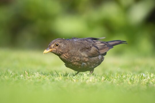 Eurasian blackbird (Turdus merula) adult female garden bird feeding on a grass lawn, England, United Kingdom
