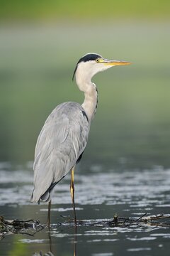 A grey heron (Ardea cinerea) standing in the water, North Rhine-Westphalia, Germany