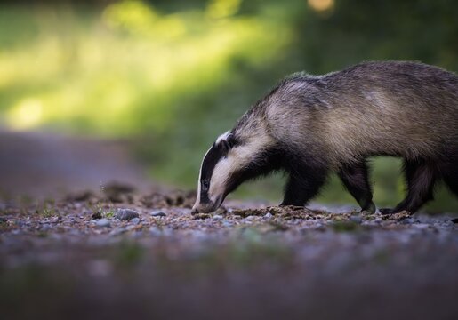 European badger (Meles meles) crossing a forest path in the evening light, Zurich, Switzerland
