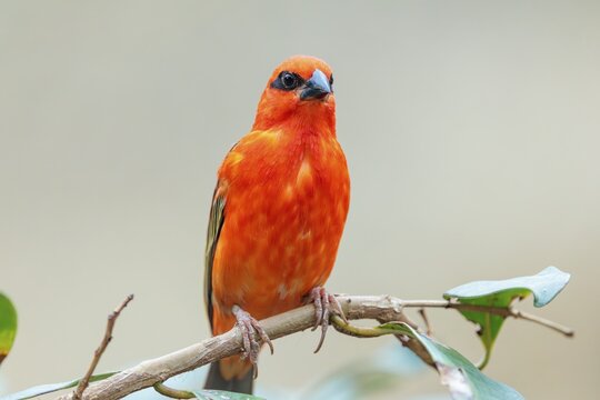 A male red fody (Foudia madagascariensis) sits in a tree. Madagascar, Amirantes, Comoros, Seychelles, Mauritius, R&eacute;union, Saint Helena