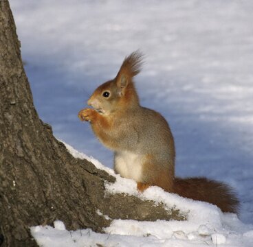 Squirrels, rodents, rodentia, sciurus vulgaris, squirrel, high size, vertical format, mammals, rodents, mammals