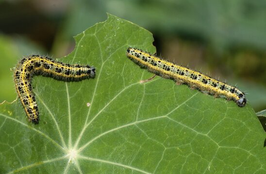 Large white, Pieris brassicae, butterfly, insects, caterpillar, butterfly, butterflies