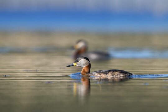 Brandenburg, Germany, Nabu, Nabu project, national natural heritage, Gr&uuml;nhaus natural paradise, podiceps grisegena, red-necked grebe, red-necked grebe, post-mining landscape, birds, grebe, greenhouse, rag grebes, podicipedidae, divers, birds, waterbirds, waterbirds, waterbirds