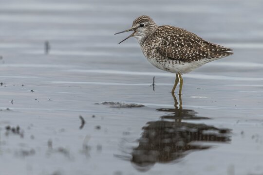 Bruchwasserlaeufer, tringa glareola, wood sandpiper, birds, charadriiformes, swamps, limikolen, pellet, snipe birds, scolopacidae, bales, birds, waders, waders