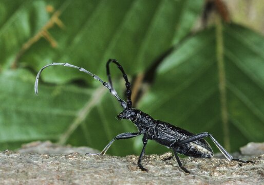 Beechbuck, beech spike, cerambycidae, cerambyx scopolii, small oakbuck, wrinkled buck, scopolis longhorn beetle, beetle, capricorn beetle, coleoptera, insects, beetles