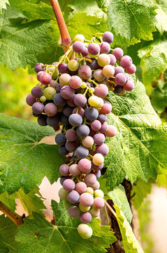 Veraison in a vineyard. Bunch of grapes with berries that begin the ripening phase. Traditional agriculture. Sardinia.