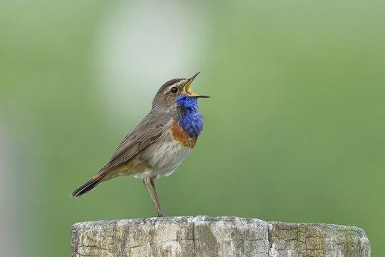 Bluethroat (Luscinia svecica cyanecula), male, singing on a pasture fence post, wildlife, Lembruch, Ochsen Moor, D&uuml;mmer nature park Park, Lower Saxony, Germany