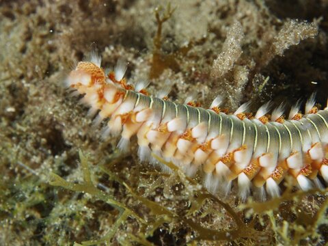 Close-up of a fireworm (Hermodice carunculata) moving through the underwater vegetation, dive site: El Cabron Marine Reserve, Arinaga, Gran Canaria, Spain, Europe, Atlantic Ocean
