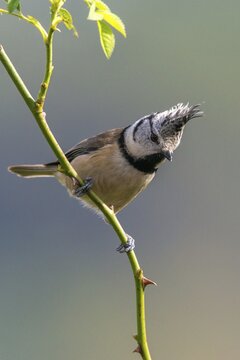 Crested tit, crested tit, Lophophanes cristatus, parus cristatus, birds, high size, portrait format, tits, passeri, songbirds, tits, birds