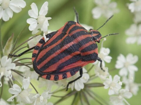 Detailed close-up of a stripe bug (Graphosoma italicum) on white petals in a natural environment, Goms, Canton Valais, Switzerland