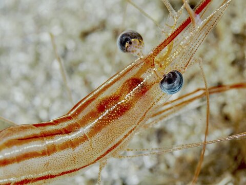 Close-up of a striped red-brown shrimp with striking eyes and fine details, unicorn shrimp (Plesionika narval) in the Mediterranean Sea near Hy&egrave;res. Dive site Les Grottes, Giens peninsula, Provence Alpes C&ocirc;te d'Azur, France
