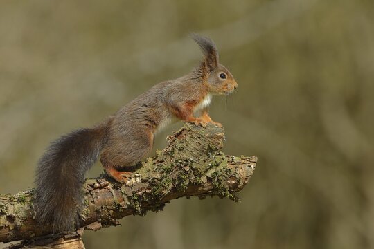 Eurasian red squirrel (Sciurus vulgaris), jumping from a branch, wildlife, Wilden, North Rhine-Westphalia, Germany