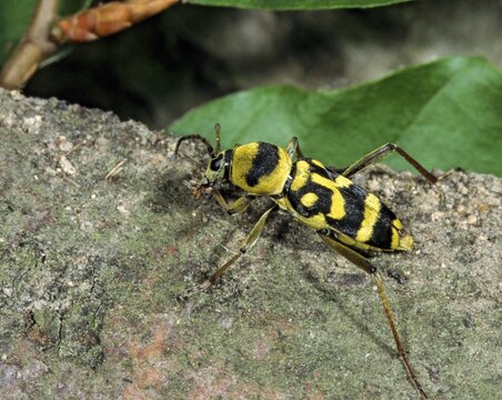 Chlorophorus varius, variable ram ram, beetle, longhorn beetle, coleoptera, grape wood borer, insects, beetles