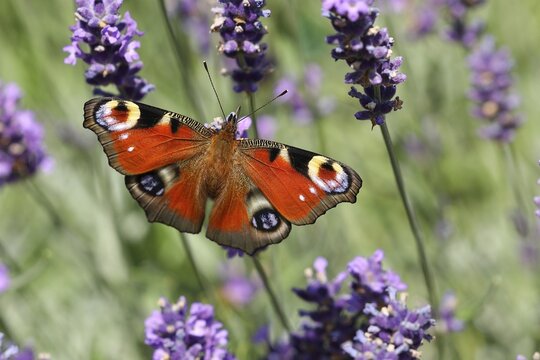 European peacock (Aglais io) on common lavender (Lavandula angustifolia) of a true lavender, North Rhine-Westphalia, Germany
