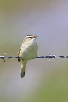 Reed warbler (Acrocephalus schoenobaenus) sitting on a barbed wire fence, Wildlife, Lembruch, Ochsen Moor, D&uuml;mmer nature park Park, Lower Saxony, Germany