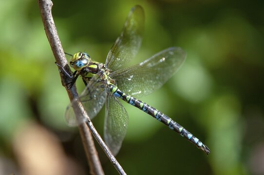 Aeshna cyanea, blue-green mosaic maiden, southern hawker, anisoptera, damselflies, dragonflies, insects, dragonflies, males, odonata