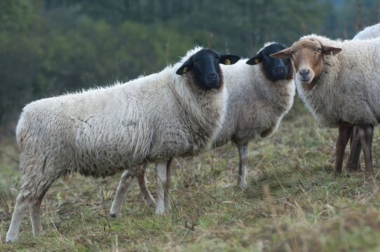 Artiodactyla, Coburg fox sheep, domestic sheep, even-toed ungulate, domestic sheep, Ovis Gmelini aries sspec., ovis gmelini aries sspec.4, cloven-hoofed, rh&ouml;n sheep, domesticated animals, extensive grazing, pet, mammals, sheep, mammals, wild pastures