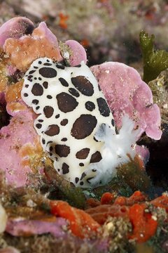 A strikingly patterned nudibranch, leopard snail (Discodoris atromaculata), crawls over pink algae, dive site peninsula Giens, Mediterranean Sea, Porquerolles, Provence, C&ocirc;te d'Azur, France