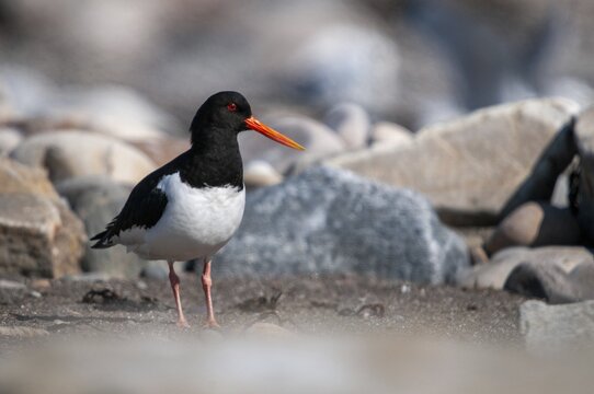 Oystercatchers, Haematopus ostralegus, Norway, oystercatcher, varanger, birds, charadriiformes, limikolen, snipe birds, scolopacidae, birds, waders, waders