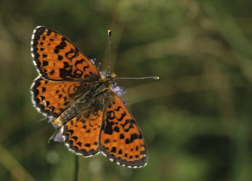 Fiery moth, Melitaea Didyma, red moth, spotted fritillary, butterfly, insects, butterfly, butterflies, butterflies
