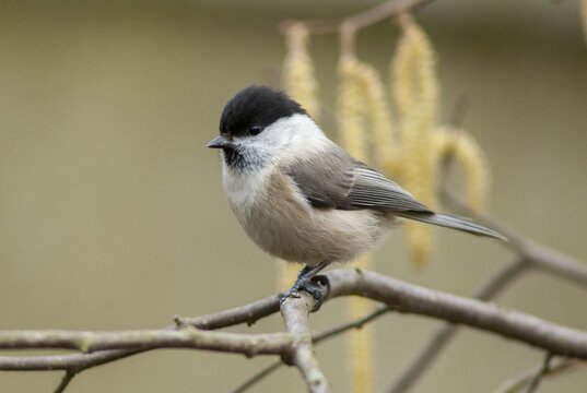 Parus montanus, poecile montanus, willow tit, birds, tit, passeri, songbirds, songbirds, tits, birds