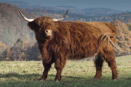 Artiodactyla, bos primigenius f. taurus, even-toed ungulate, highland cattle, kyloe, cloven-hoofed, Scottish highland cattle, domesticated animals, extensive grazing, pet, highland cattle, mammals, cattle, mammals, wild pastures