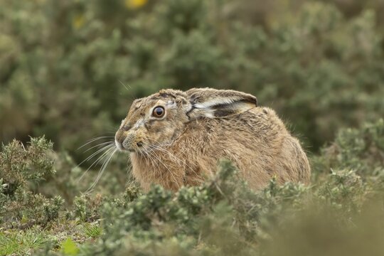 European brown hare (Lepus europaeus) adult animal amongst gorse bushes, England, United Kingdom