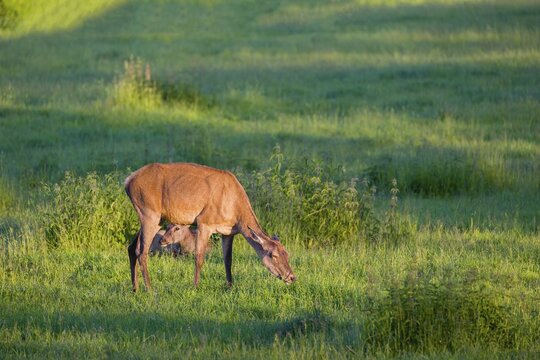An Altai maral hind, Altai wapiti or Altai elk (Cervus canadensis sibiricus) stands grazing in a meadow in the first light of the day