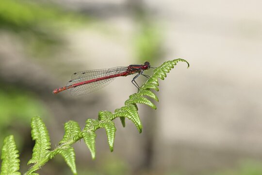 Large red damselfly (Pyrrhosoma nymphula), sitting on bracken, close-up, Wilnsdorf, North Rhine-Westphalia, Germany