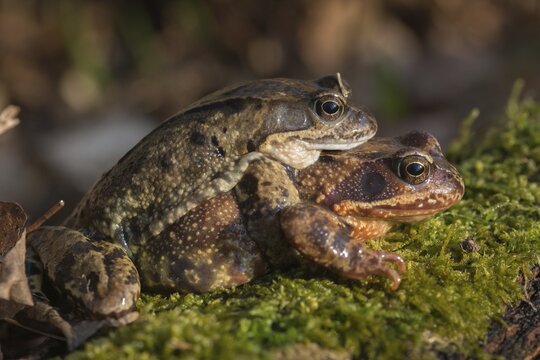 Amplexus, common frog, Rana temporaria, amphibians, amphibians, frog, frog, frogs, spring, clasp grip, amphibians, mating, jumping