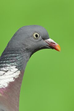 Common wood pigeon (Columba palumbus), animal portrait, North Rhine-Westphalia, Germany