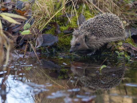 Erinaceus europaeus, hedgehog, insectivora, insectivora, insectivora, mammals, prickly, mammals