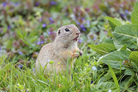 An adult ground squirrel (Spermophilus citellus) eats leaves and flowers on a cloudy day in a green meadow with tall vegetation. Austria