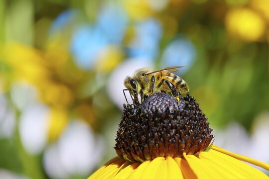 European honey bee (Apis mellifera), collecting nectar from a yellow coneflower (Echinacea paradoxa), close-up with bokeh in the background, macro photograph, Wilnsdorf, North Rhine-Westphalia, Germany