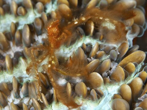An orange crab, orang-utan crab (Achaeus japonicus), on colourful patterned coral structures, dive site Gondol East, Penyapangan, Bali, Indonesia