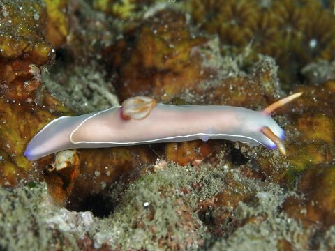 Elongated pink nudibranch, Bullock's starfish (Hypselodoris bullockii), on a red-brown background. Dive site Prapat, Penyapangan, Bali, Indonesia