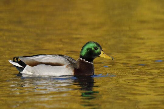 Mallard (Anas platyrhynchos), male duck swimming, North Rhine-Westphalia, Germany