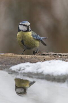 Blue tit, parus caeruleus, bath, bird bath, birds, high size, portrait format, tits, mirror, passeri, snow, songbirds, snow, songbirds, mirror image, tits, drinking, birdbath, birds, watering place, winter