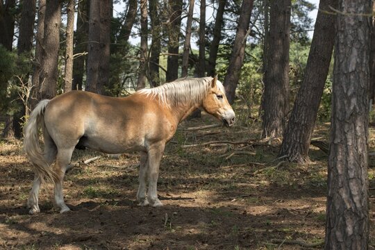 Barnim, Brandenburg, Equus Caballus, FFH area, Finow Valley, Finowtal-Pregnitzflie&szlig;, Germany, domestic horse, Natura 2000, Barnim nature park Park, odd-toed ungulates, perissodactyla, grazing, grazing, pet, horses, landscape, mammals, nature reserve, horses, horses, landscape, mammals, nature reserve, horses, summer, mammals, ungulates, forest pasture
