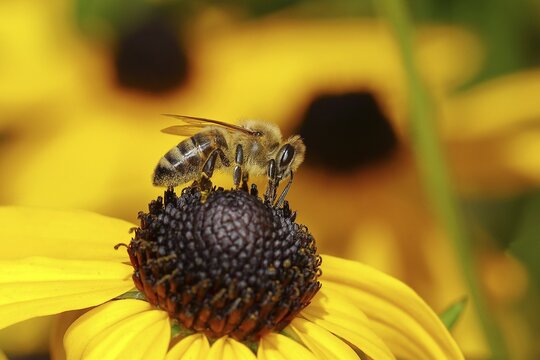European honey bee (Apis mellifera), collecting nectar from a flower of yellow coneflower (Echinacea paradoxa), Wilden, North Rhine-Westphalia, Germany
